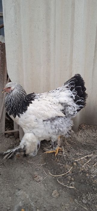 Xoroz va tovuq brama ulgurib qoling