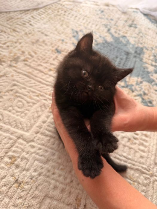 Шотландский котенок