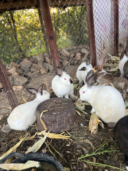 Vand iepuri Hycole Francez – vaccinați, vigurosi și bine întreținuți!