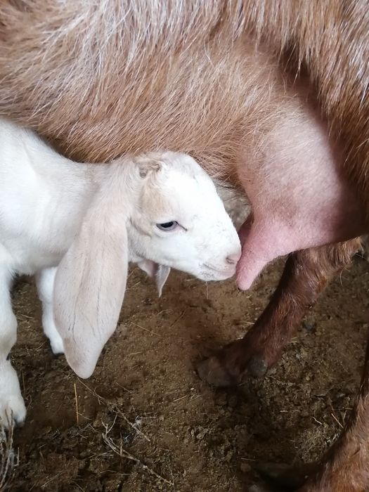 Нуби тұқымды екі еркек лақтар сатылады, анасы сүтті