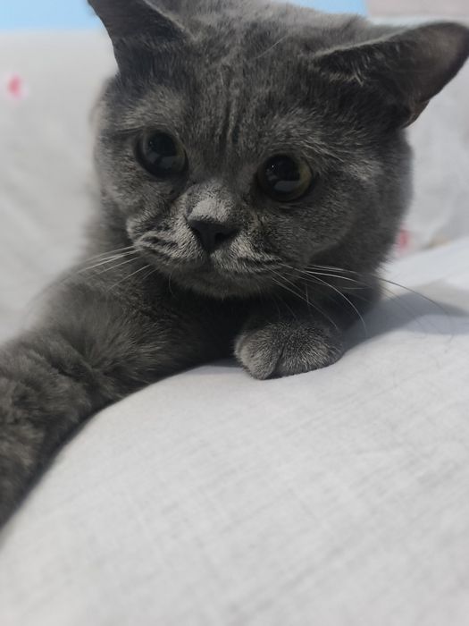 Шотландский скотиш страйт