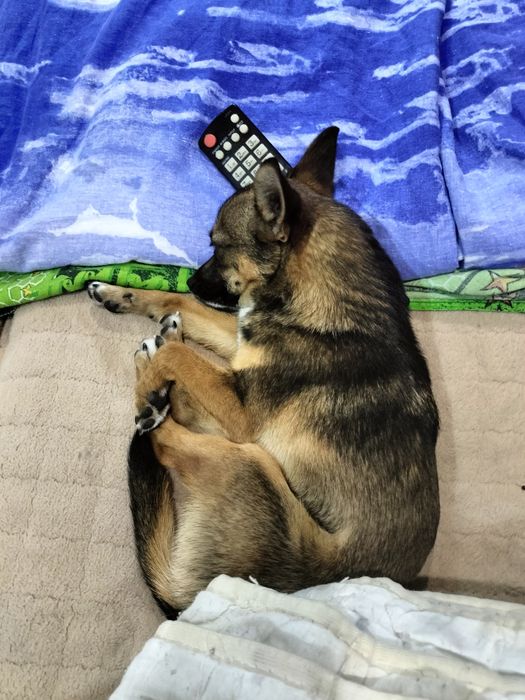 Отдам в добрую семью