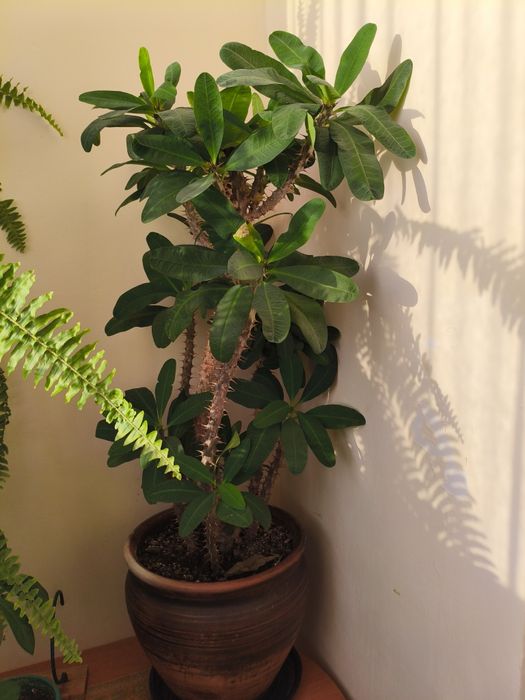 Комнатные растения