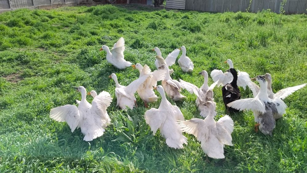 Үйрек сатылады бағасы 7000