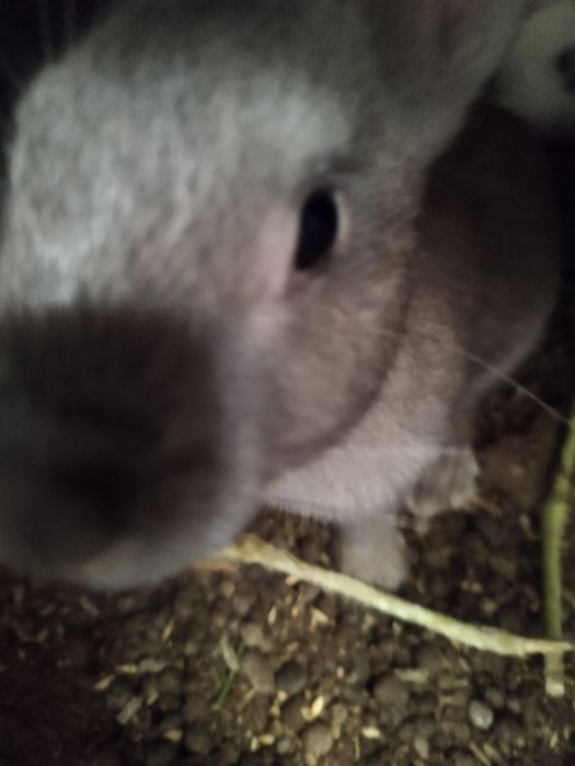 Продаются крольчата