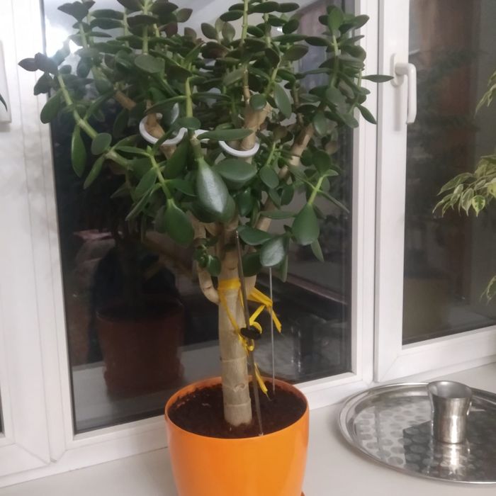 Денежное дерево