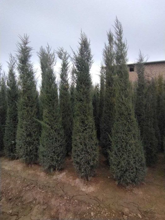 Туйа ва мажвенник арчалар сотилади