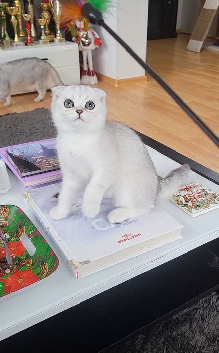 Baiat scottish fold cu pedigree