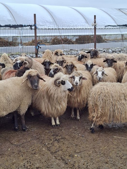 Vand 40 de oi tinere