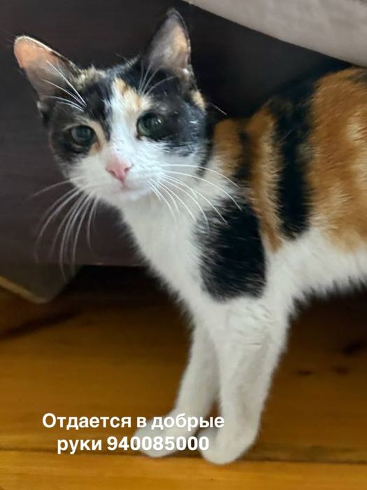 Отдам в добрые руки ангелочек