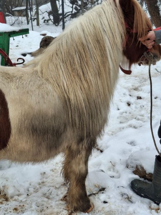 Poneu de de vânzare