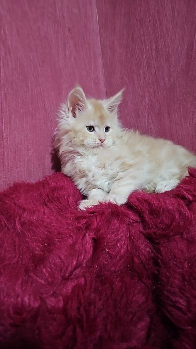 Крупные котята мейнкуны