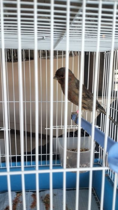 Канарейки перепелки шеглы соловьи