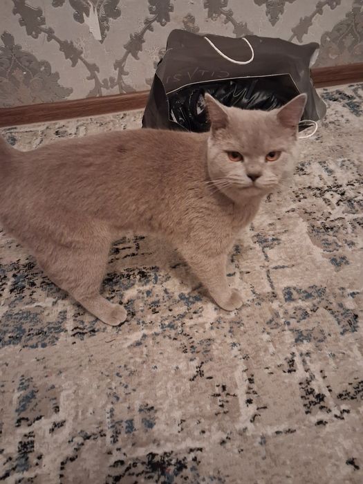 Зоти тоза 1 йош пол:мужское келшамиз