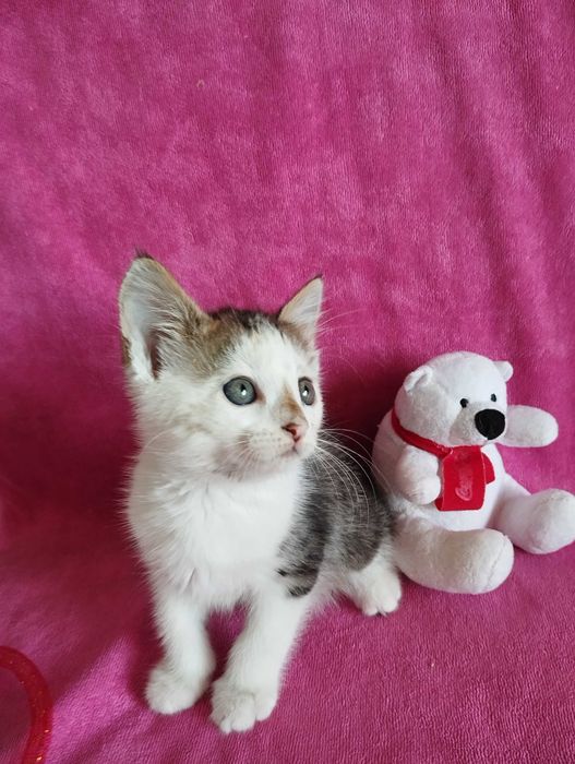 Котик 2 мес мальчик