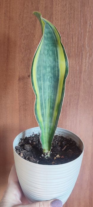 сансевиерии растения комнатные