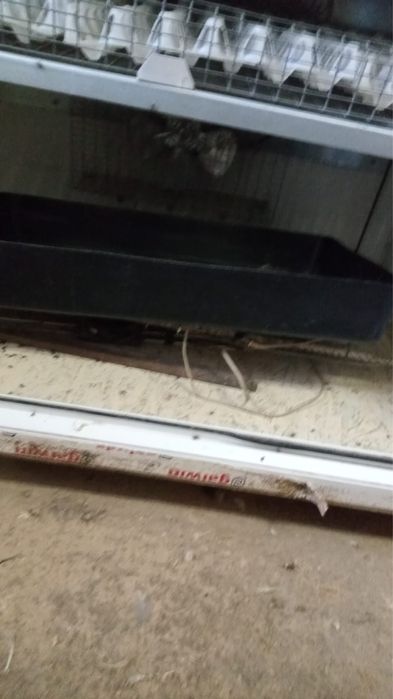 инкубатор для яиц