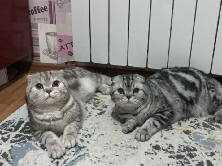 Скоттиш фолд "Шотландский веслоухий"