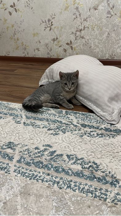 Котёнок подросток