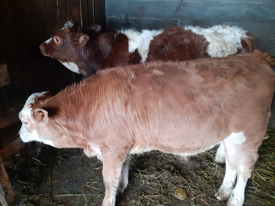 Vand doi tauras baltati