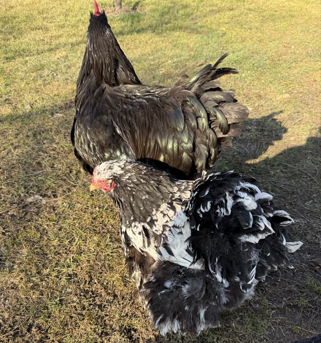 Vand oua pt incubat de cochinchina urias bobat