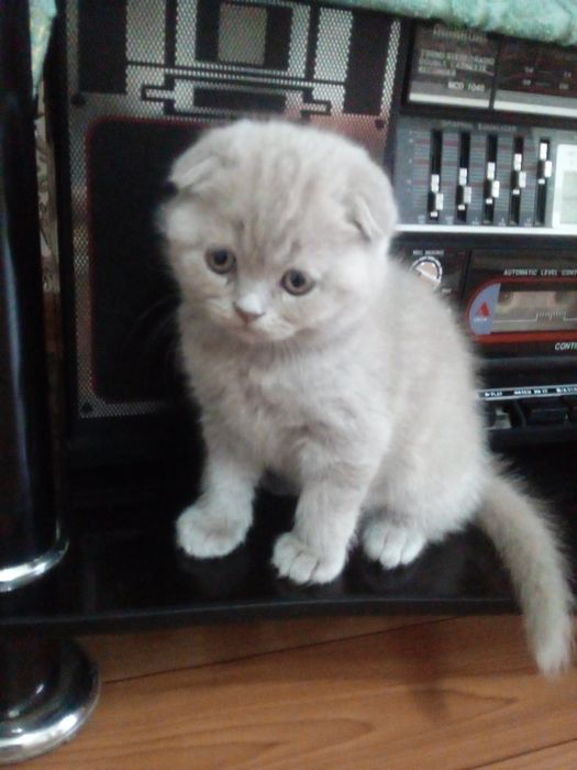 Продоется катята, Шатландские скоттиш фолд.