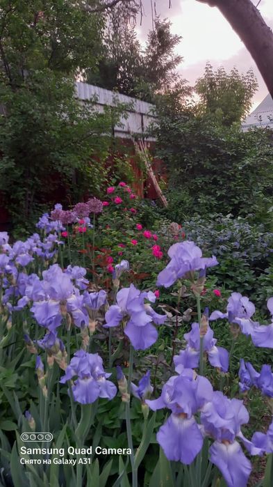 Ирисы разных цветов