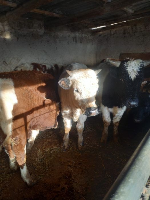 Хорошие    бычки