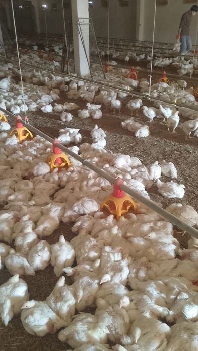 Pui alb de carne și rasa Cabir