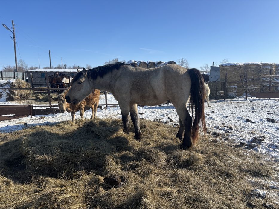 Айгыр жеребец тяжеловоз