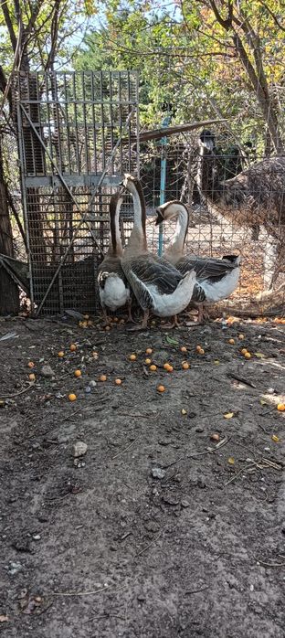 Gâște chinezești zis Lebede