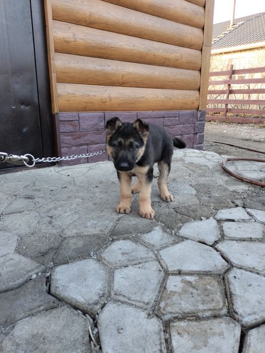 Щенки немецкой овчарки