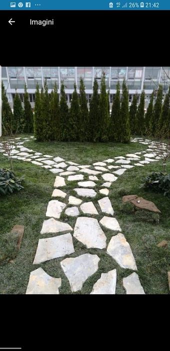 Plante ornamentale pt o gradina de vis