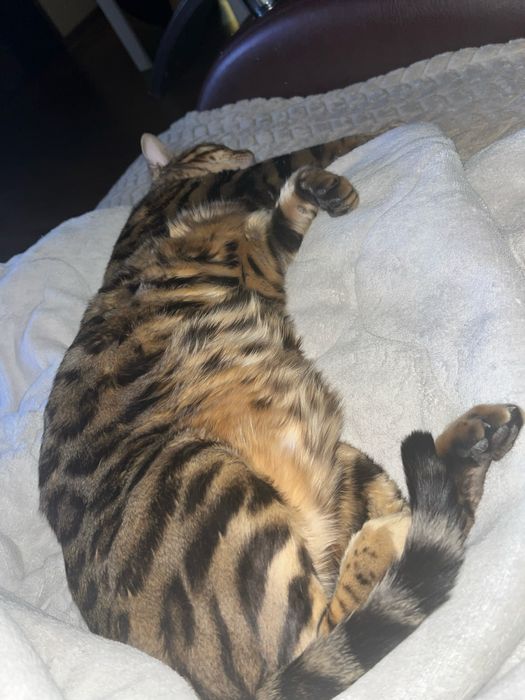 Продам кота бенгальского