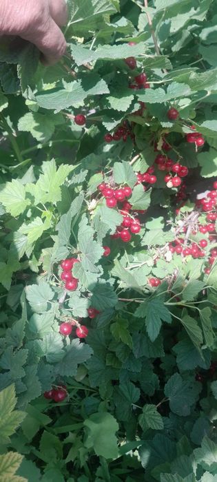 Продаётся красная и белая смородина