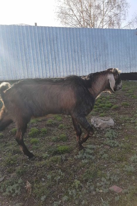 хороший добрый козел