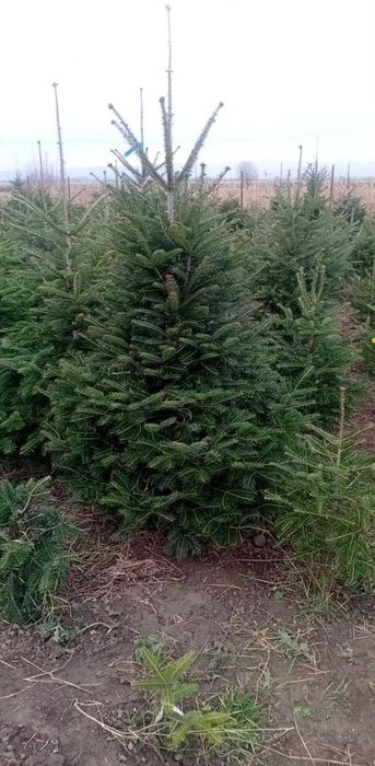 Plante ornamentale de toamna