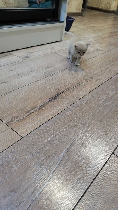 Отдам котенка,мальчика