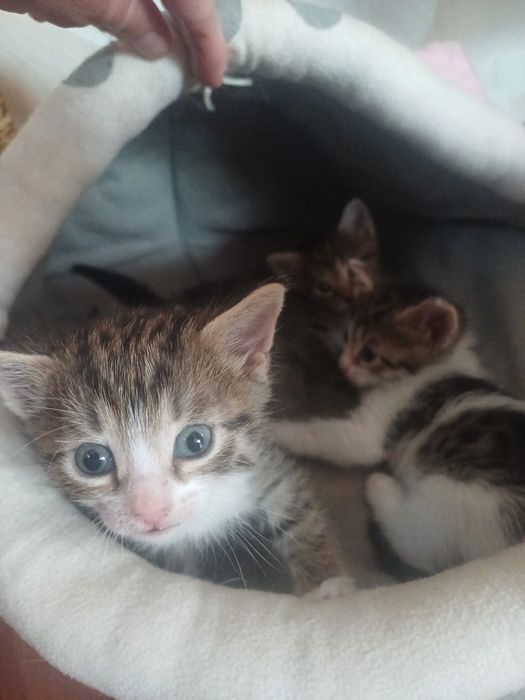 Ищем дом котятам