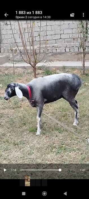 Продам Элитные бараны разных пород