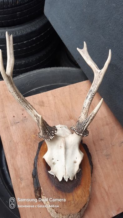 Еленски рога. Истински