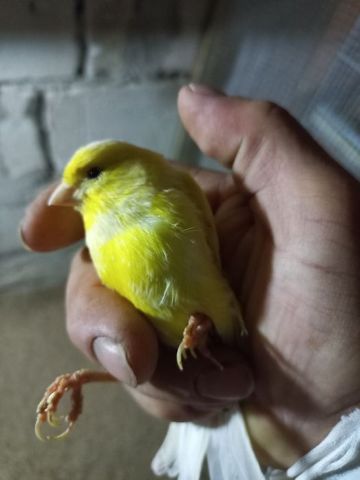 Canari și hibrizi , colivii cadou