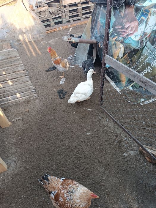 Разменям петли за кокошки