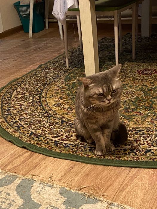 Продам британских котят