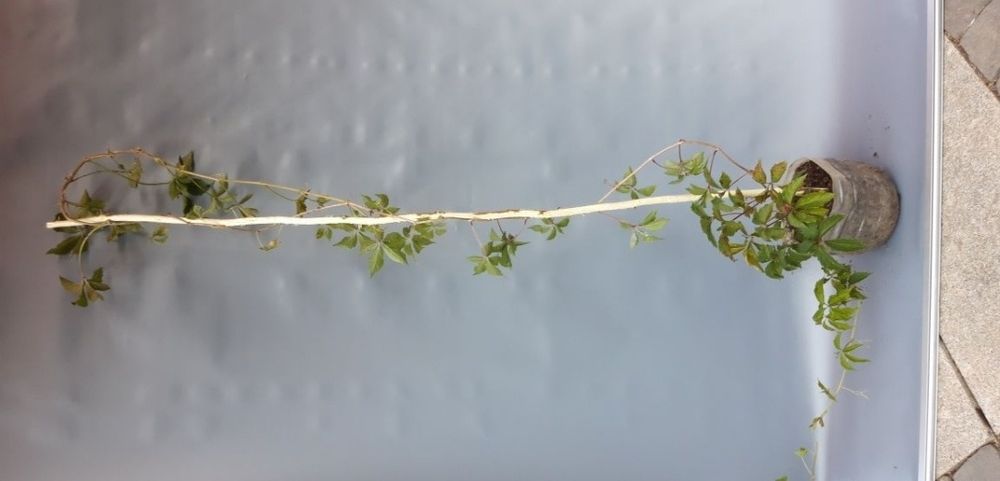 Vita Canada, vita Japoneza tricuspidada, vita de vie la ghiveci