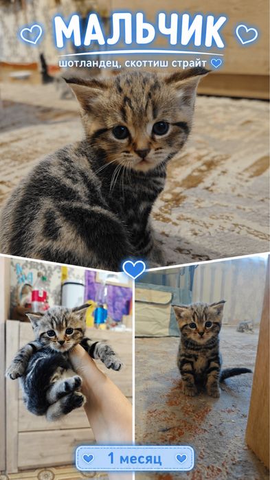 Шотландский котенок  Скоттиш-Страйт