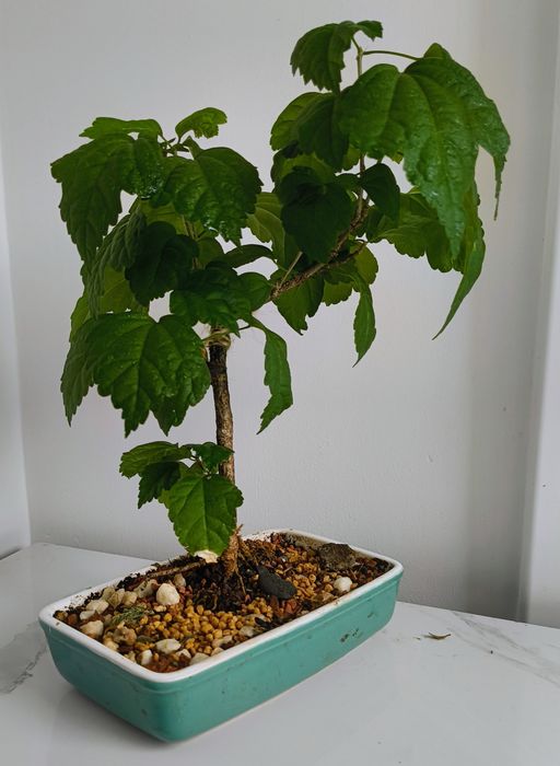 Bonsai bonSai BO