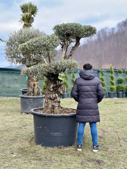 Plante palmieri maslin