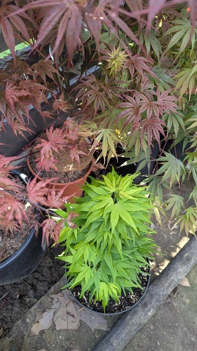 Artar japonez rosu/verde/potocaliu, peste 60 de soiuri