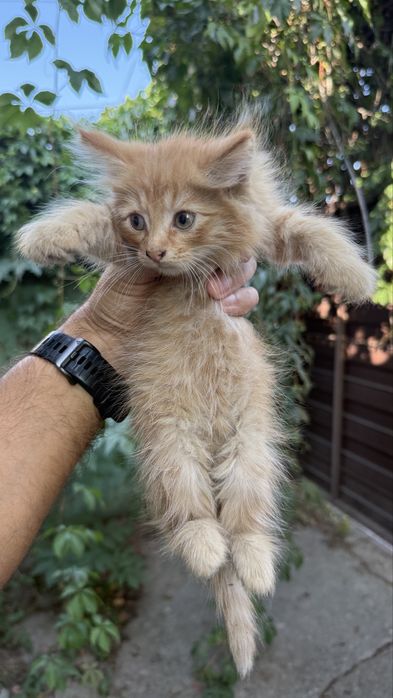 Котик 1 месяц ищет хозяев